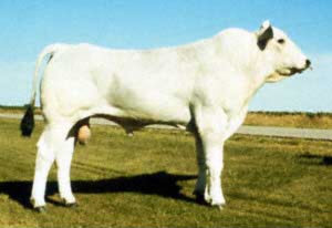 Chianina Bull Chianina Bull