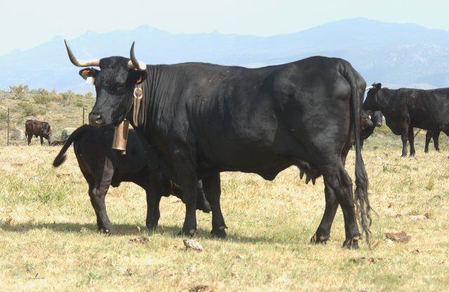 avilena negra iberica avilena negra iberica