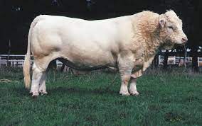 charolais charolais