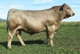 murray grey murray grey