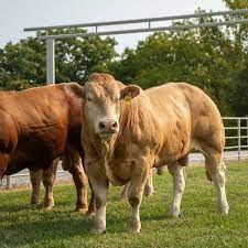 rubia gallega rubia gallega