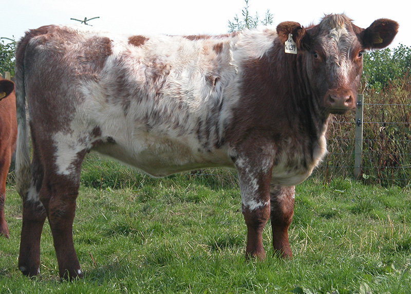 shorthorn