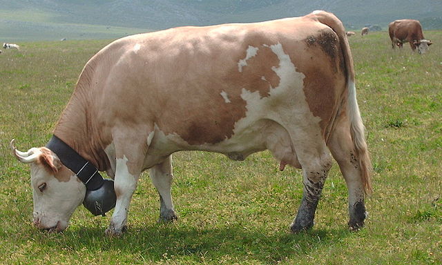 simmental