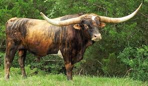 texas longhorn texas longhorn